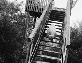 Swagis Heartbit - lässig scheitern