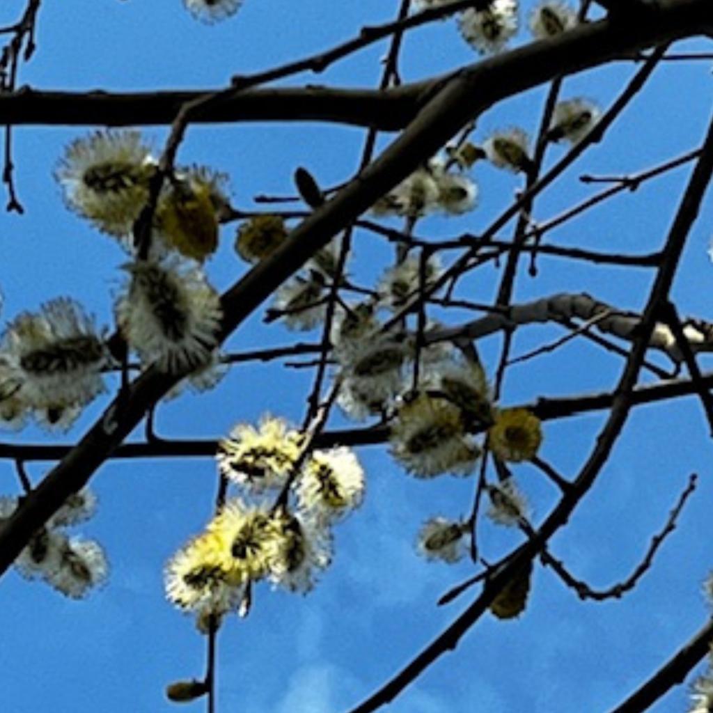 Swagis-eyedrops-organisch 4