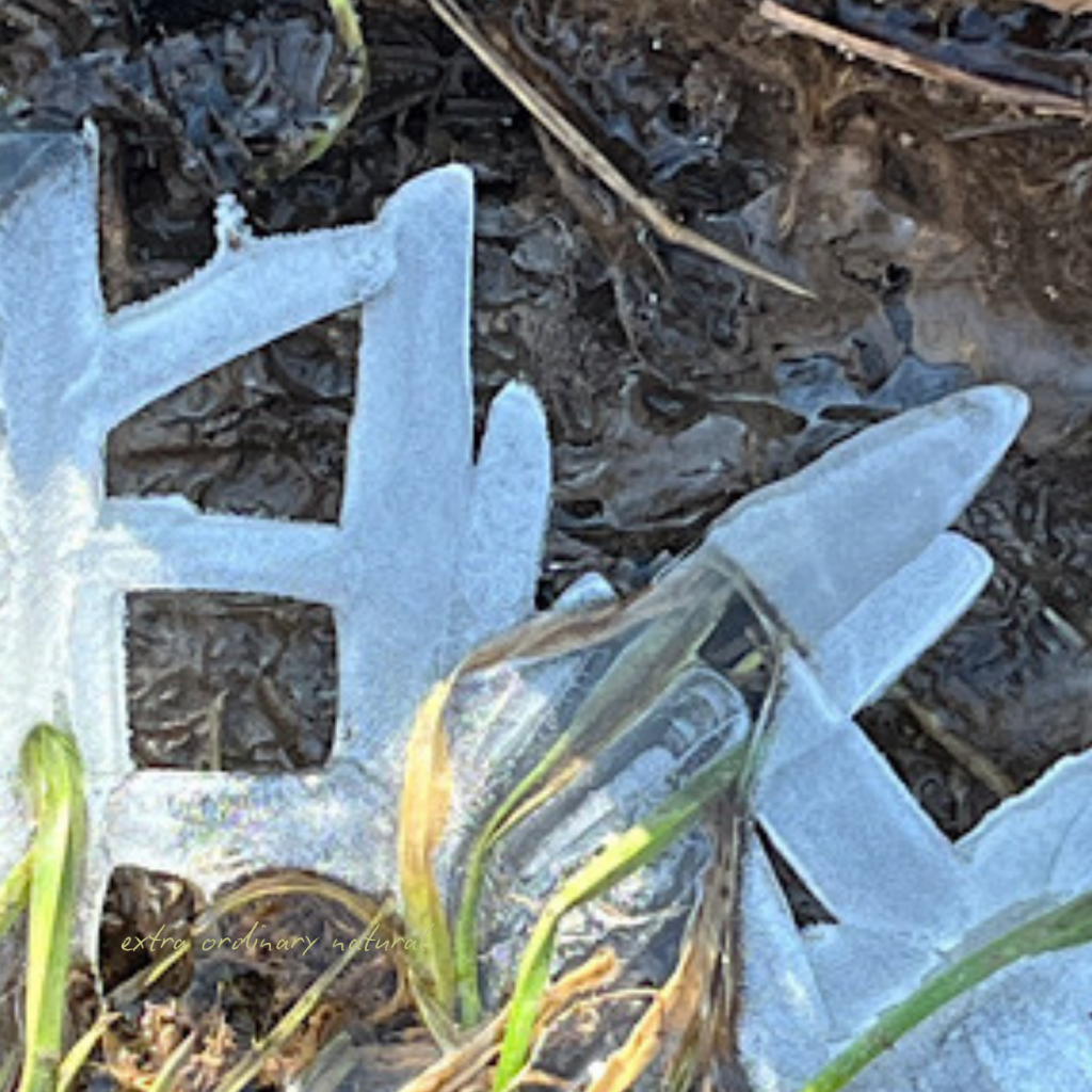 Swagis-Eyedrops-Frost 8