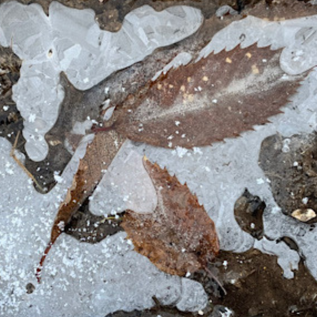 Swagis-Eyedrops-Frost 7