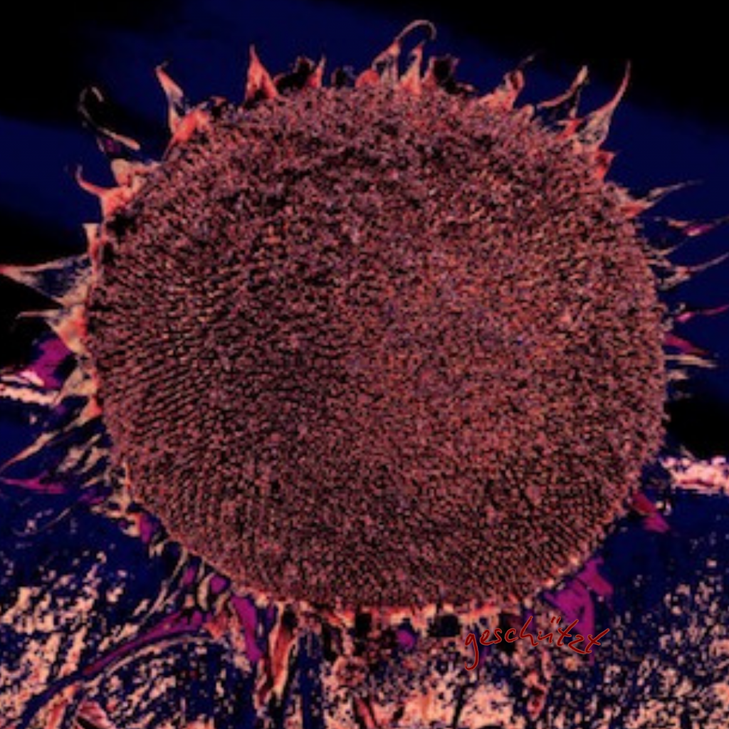 Swagis-Eyedrops-Paar 2