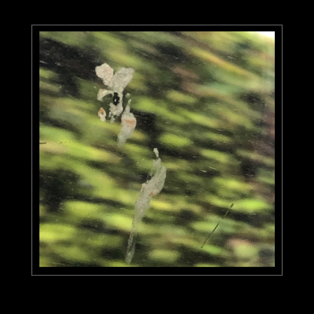 Swagis-Eyedrops-Kaugummi 4