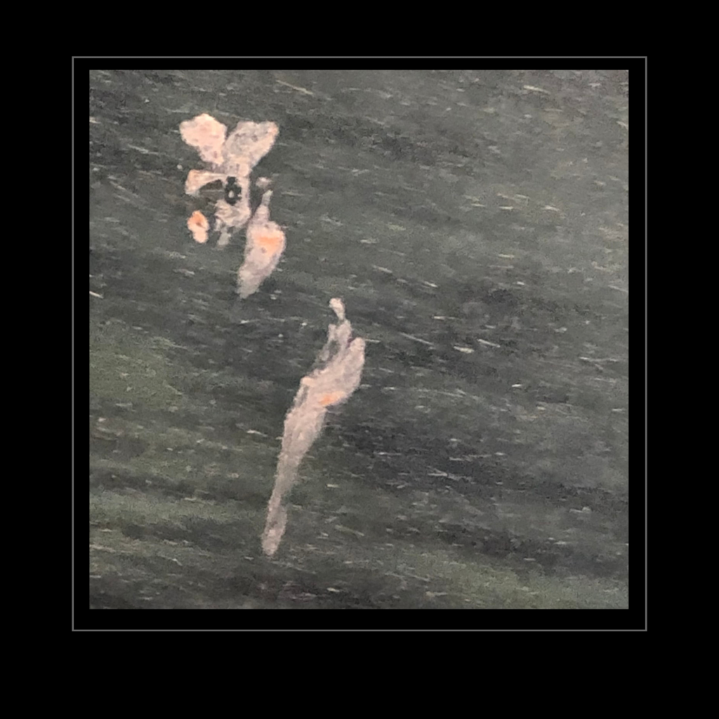 Swagis-Eyedrops-Kaugummi 2