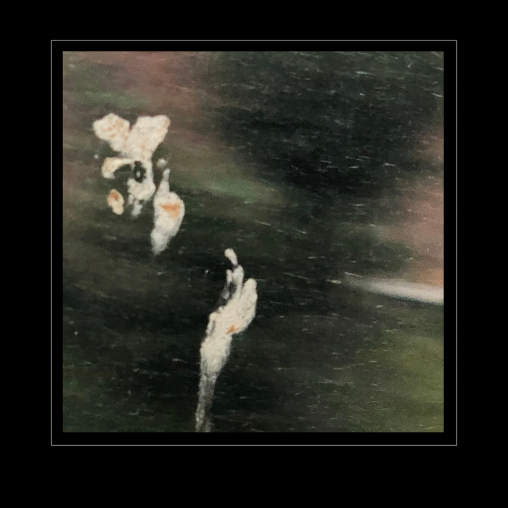 Swagis-Eyedrops-Kaugummi 1