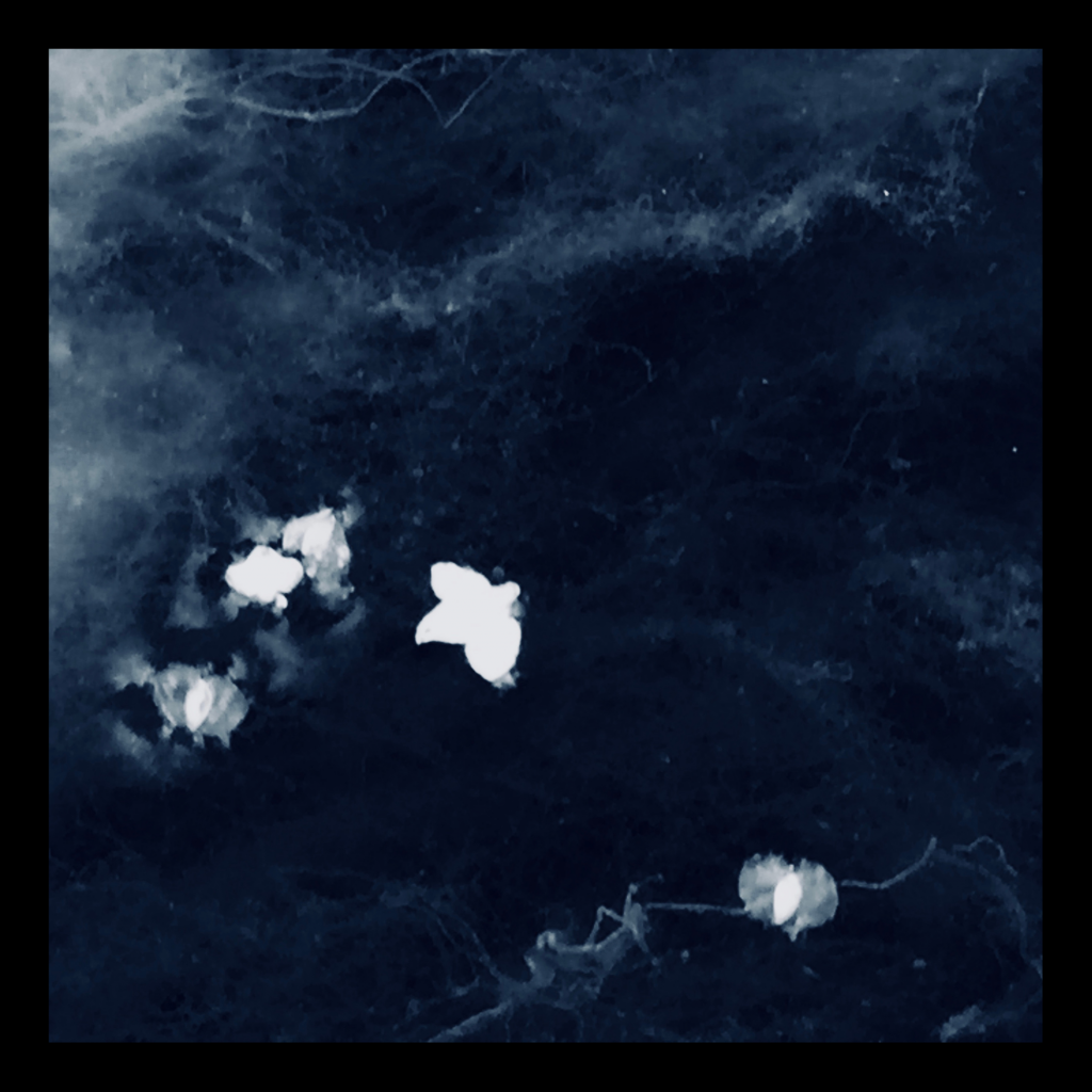 Swagis-Eyedrops-Paar 5