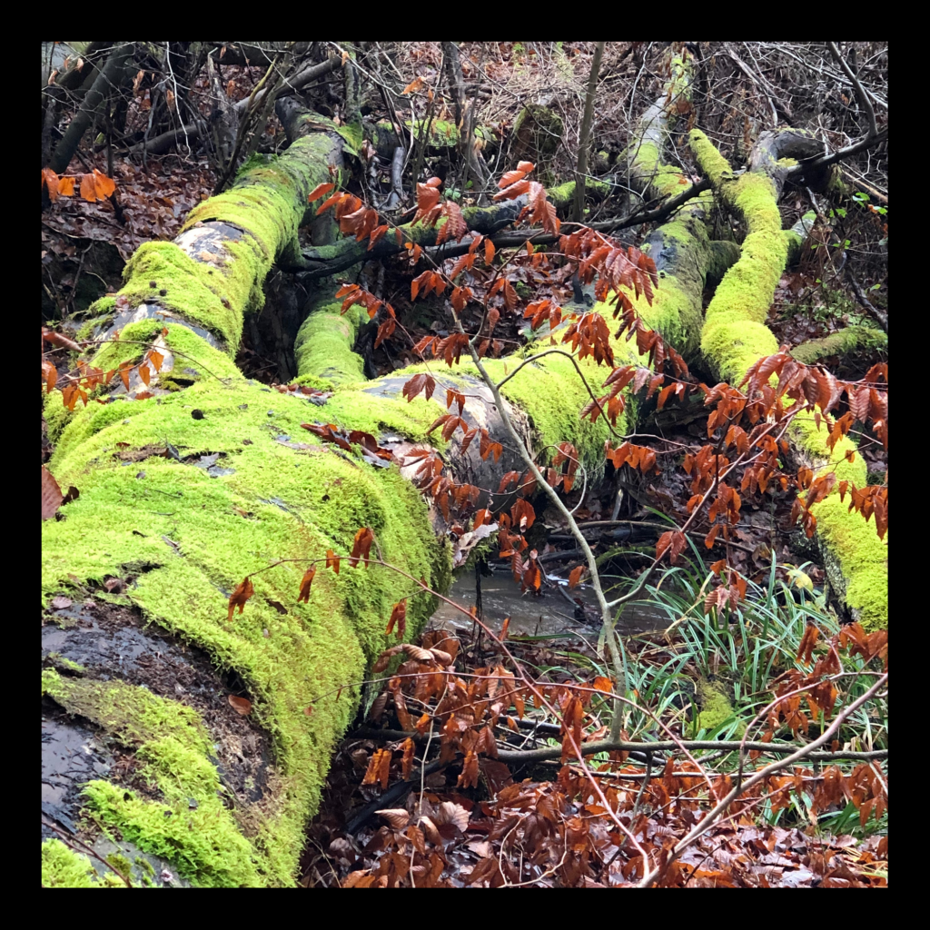 Swagis-Eyedrops-Paar 4