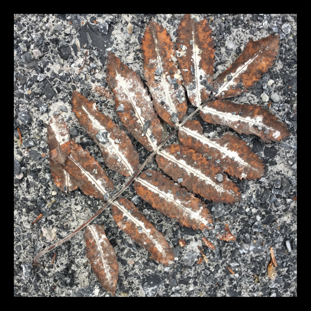 Swagis-Eyedrops-Paar 6