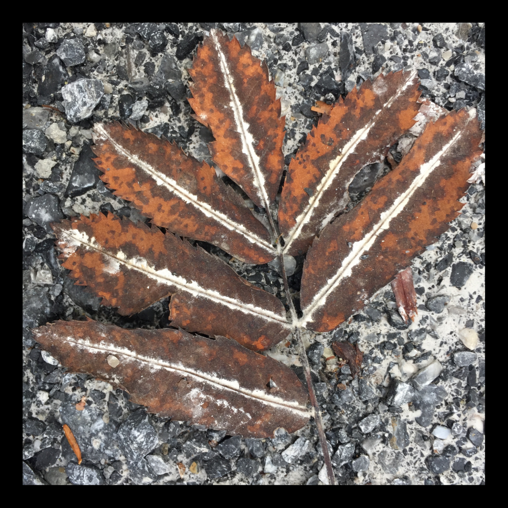 Swagis-Eyedrops-Paar 6