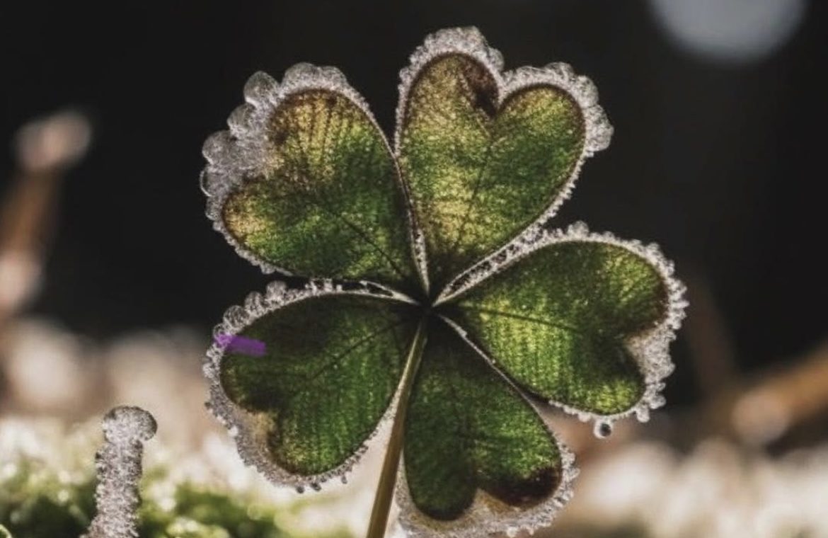 Swagis-heartbit-Vom Glück unglücklich zu sein