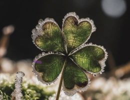 Swagis-heartbit-Vom Glück unglücklich zu sein